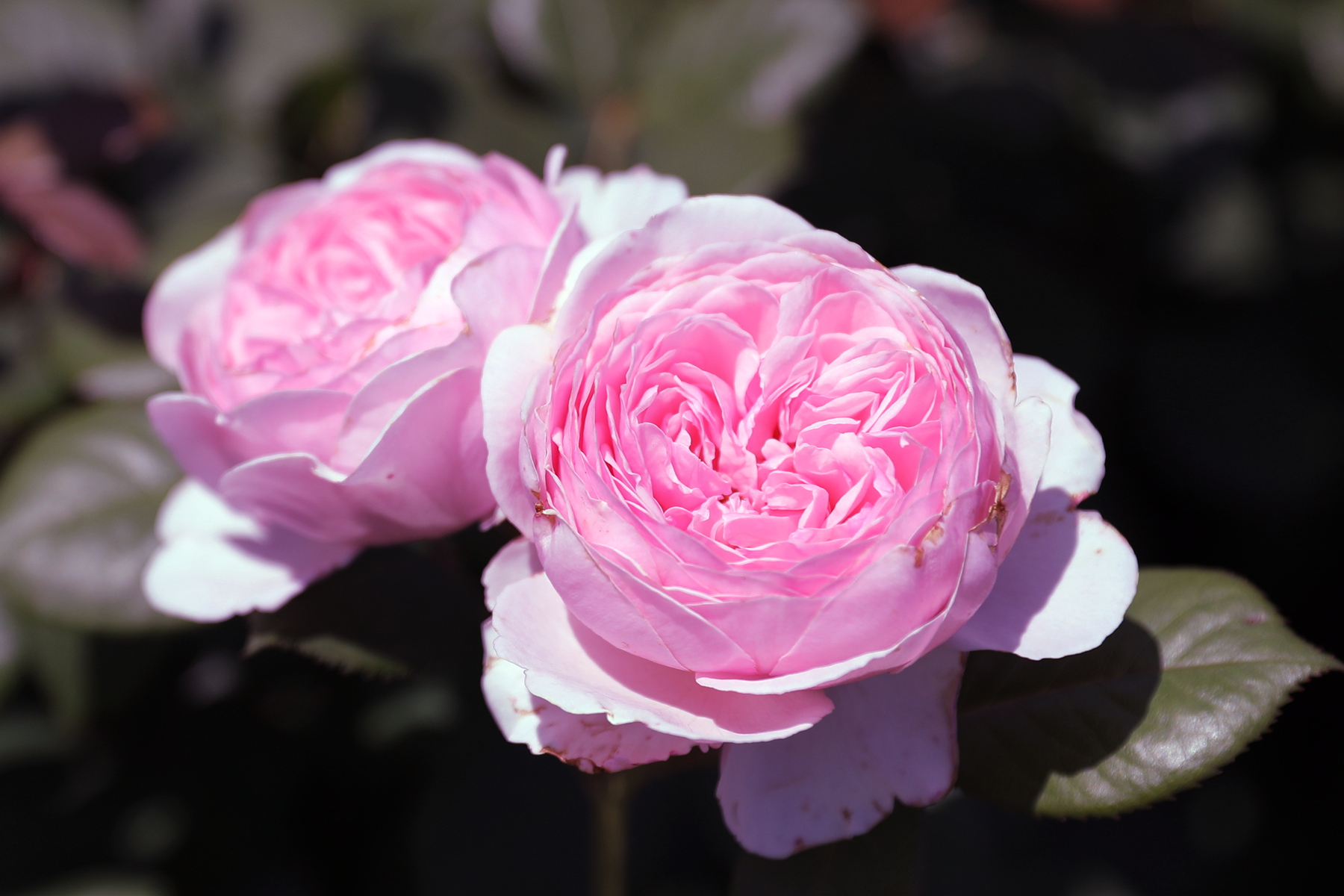 你也许认识它284月季米兰达