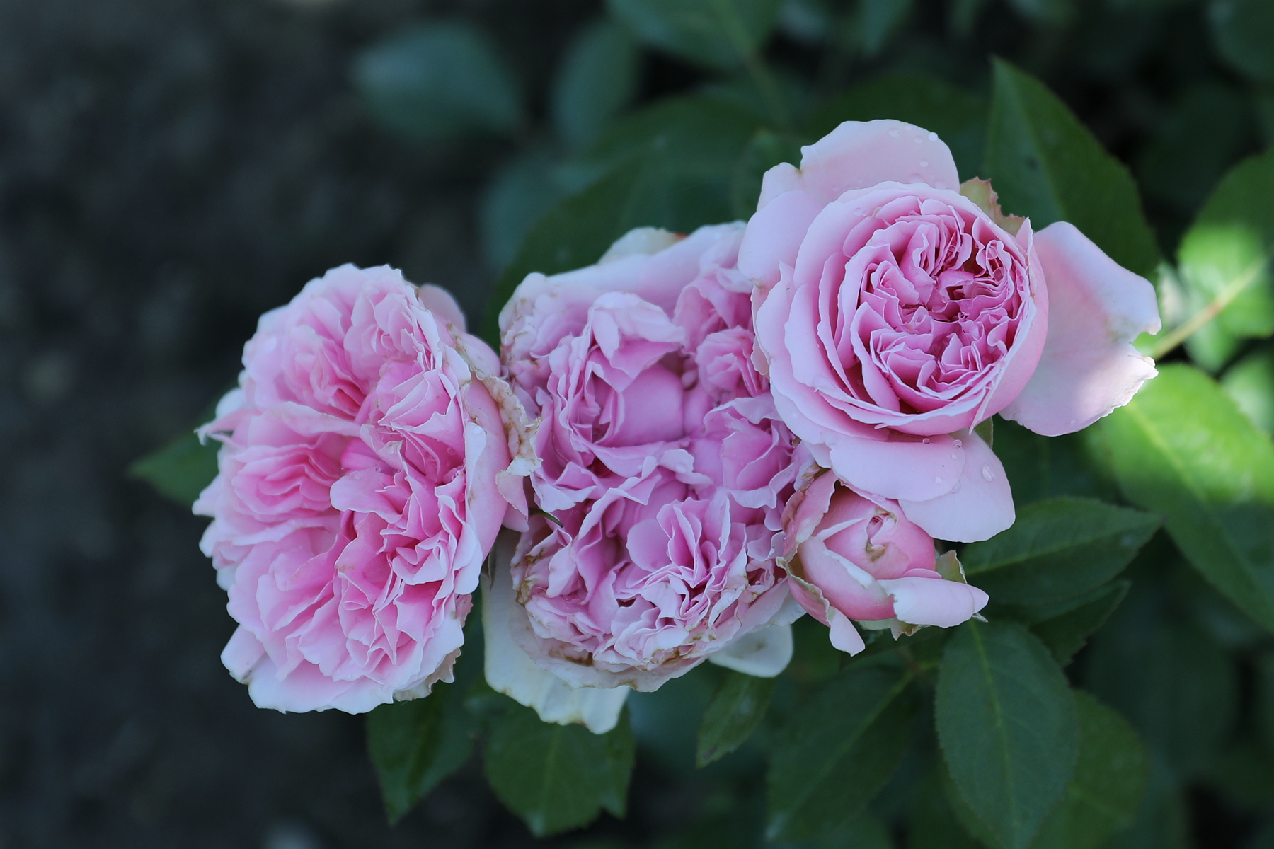 你也许认识它284月季米兰达