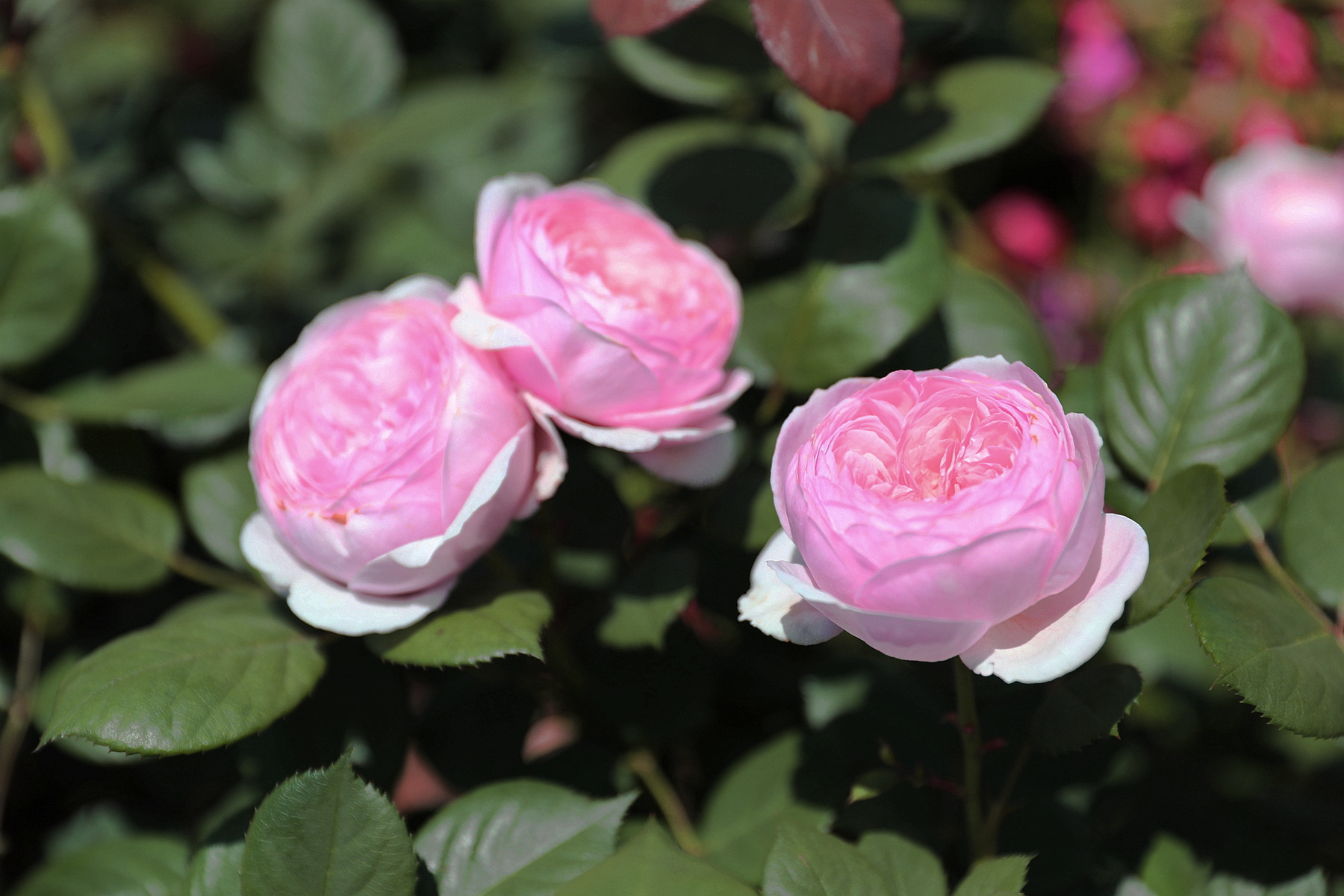 你也许认识它284月季米兰达