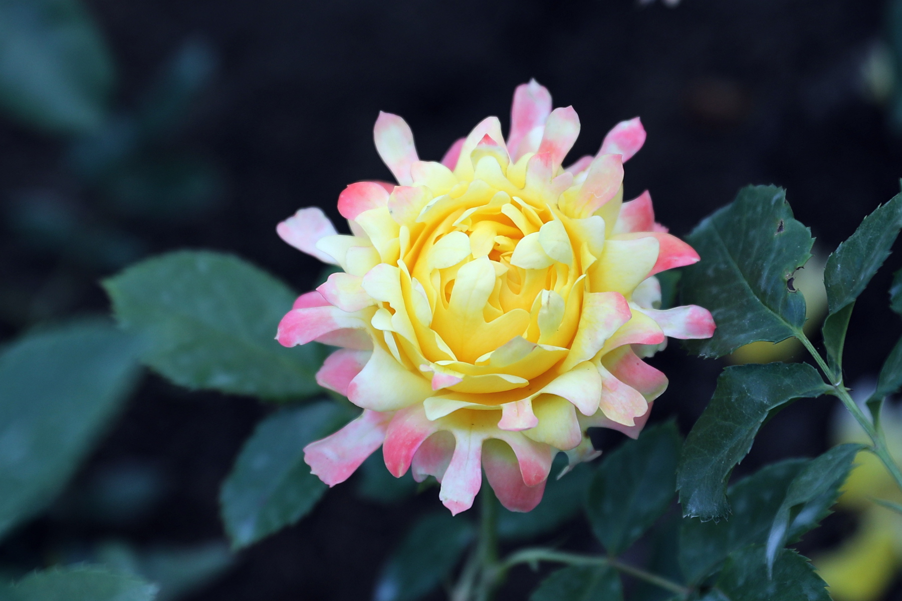 原创你也许认识它288月季烟花波浪