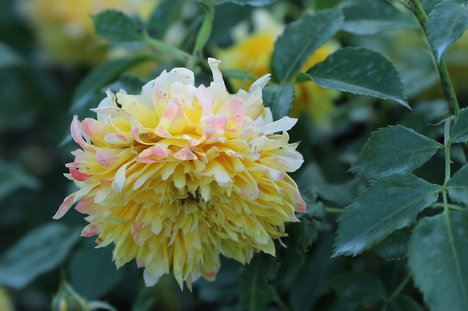 原创你也许认识它288月季烟花波浪