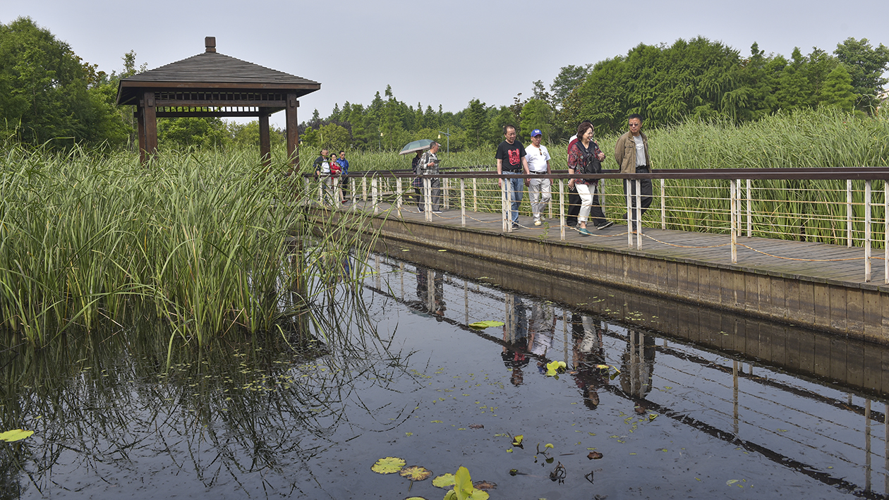 肖甸湖生态园风景