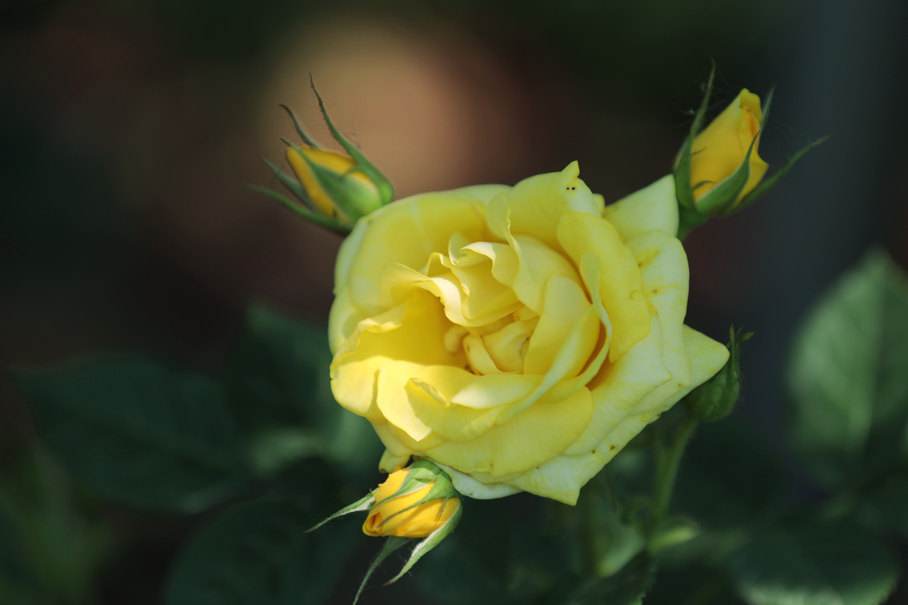 你也许认识它299月季金凤凰