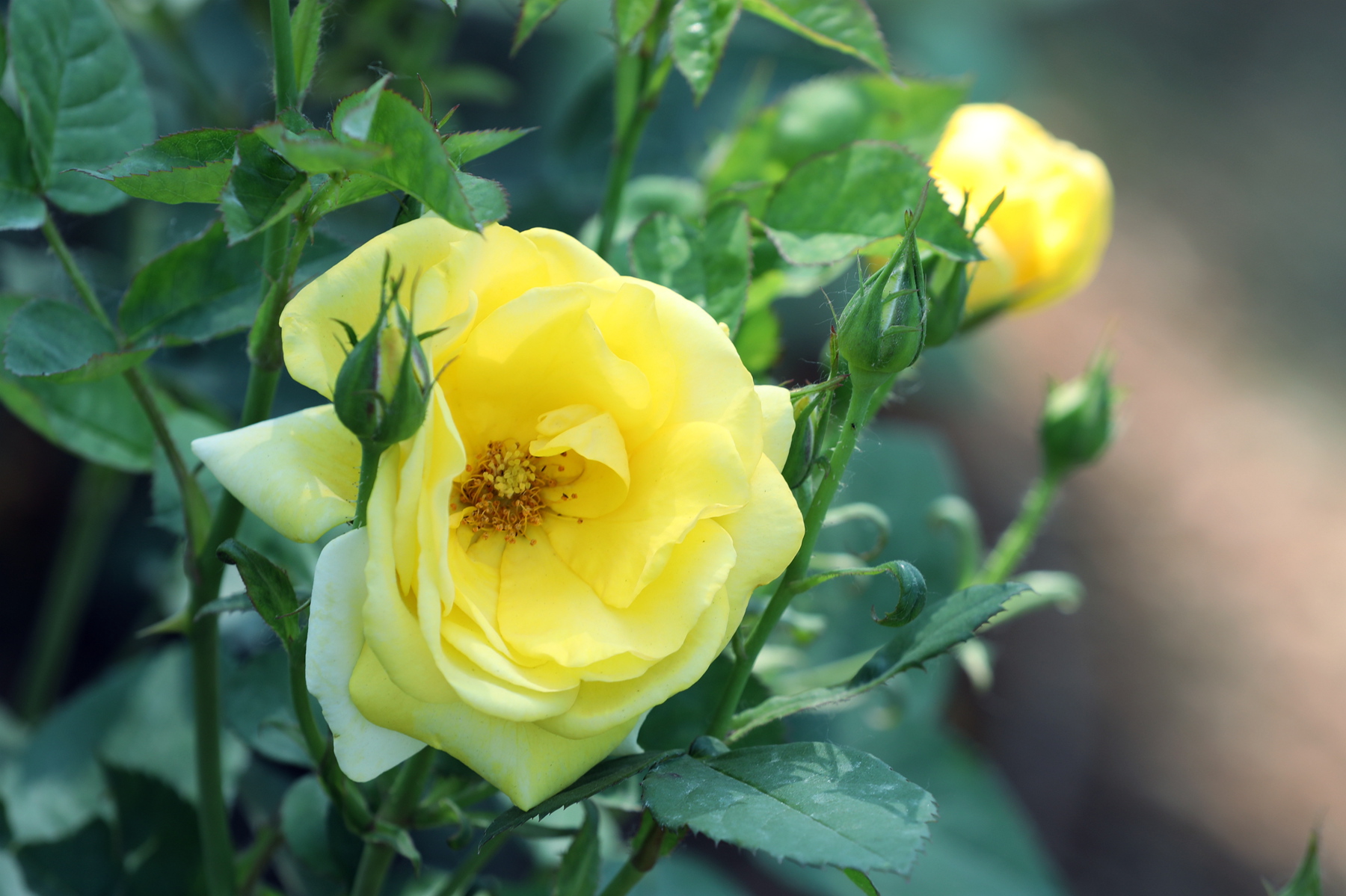 你也许认识它299月季金凤凰