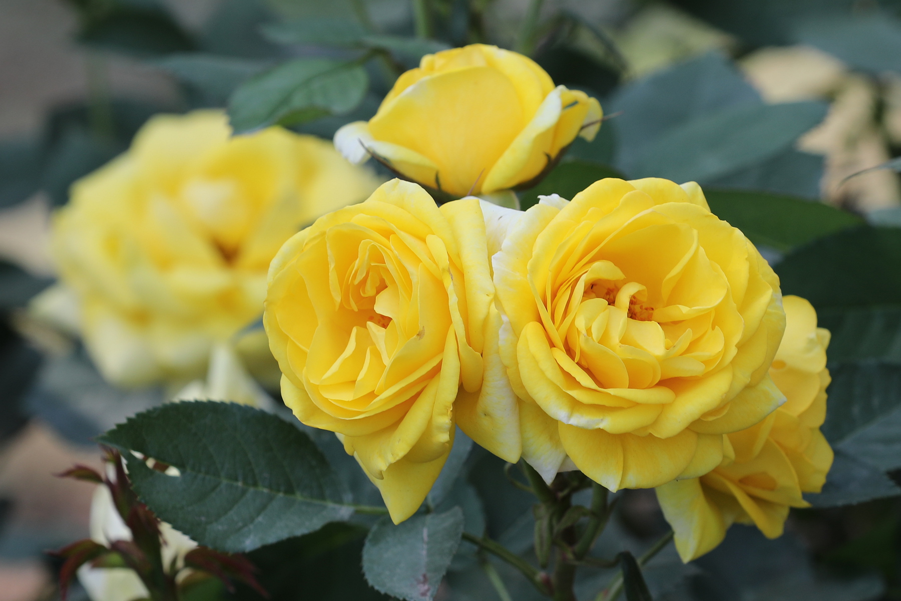 你也许认识它299月季金凤凰