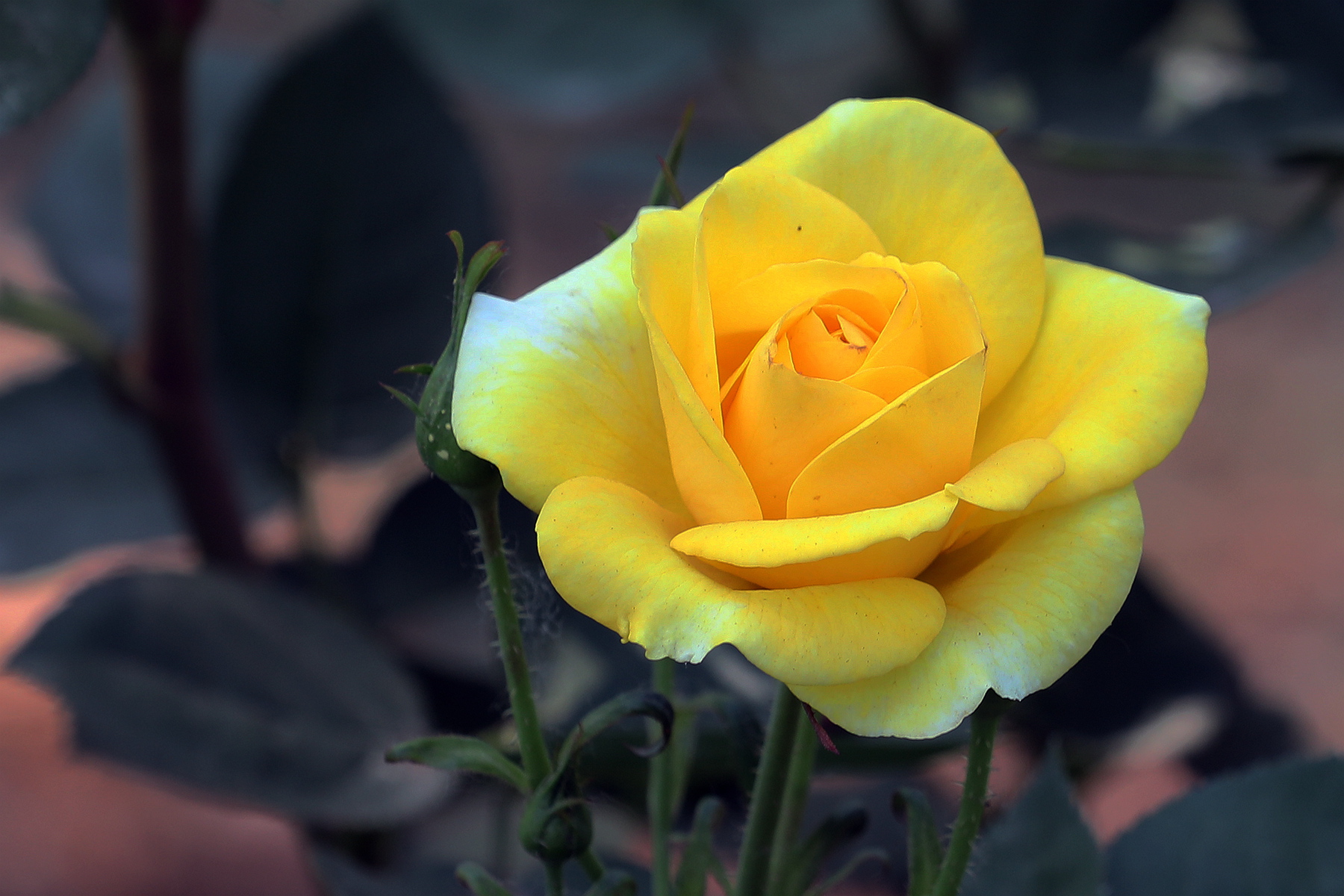 你也许认识它299月季金凤凰