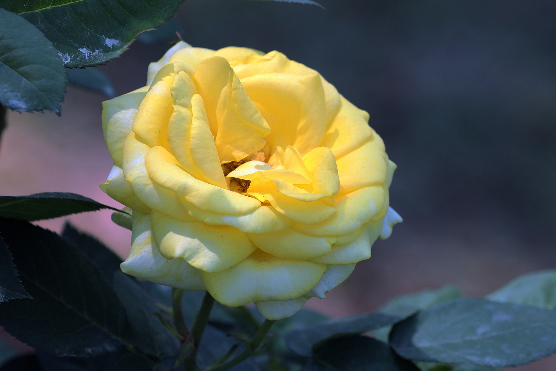 你也许认识它299月季金凤凰