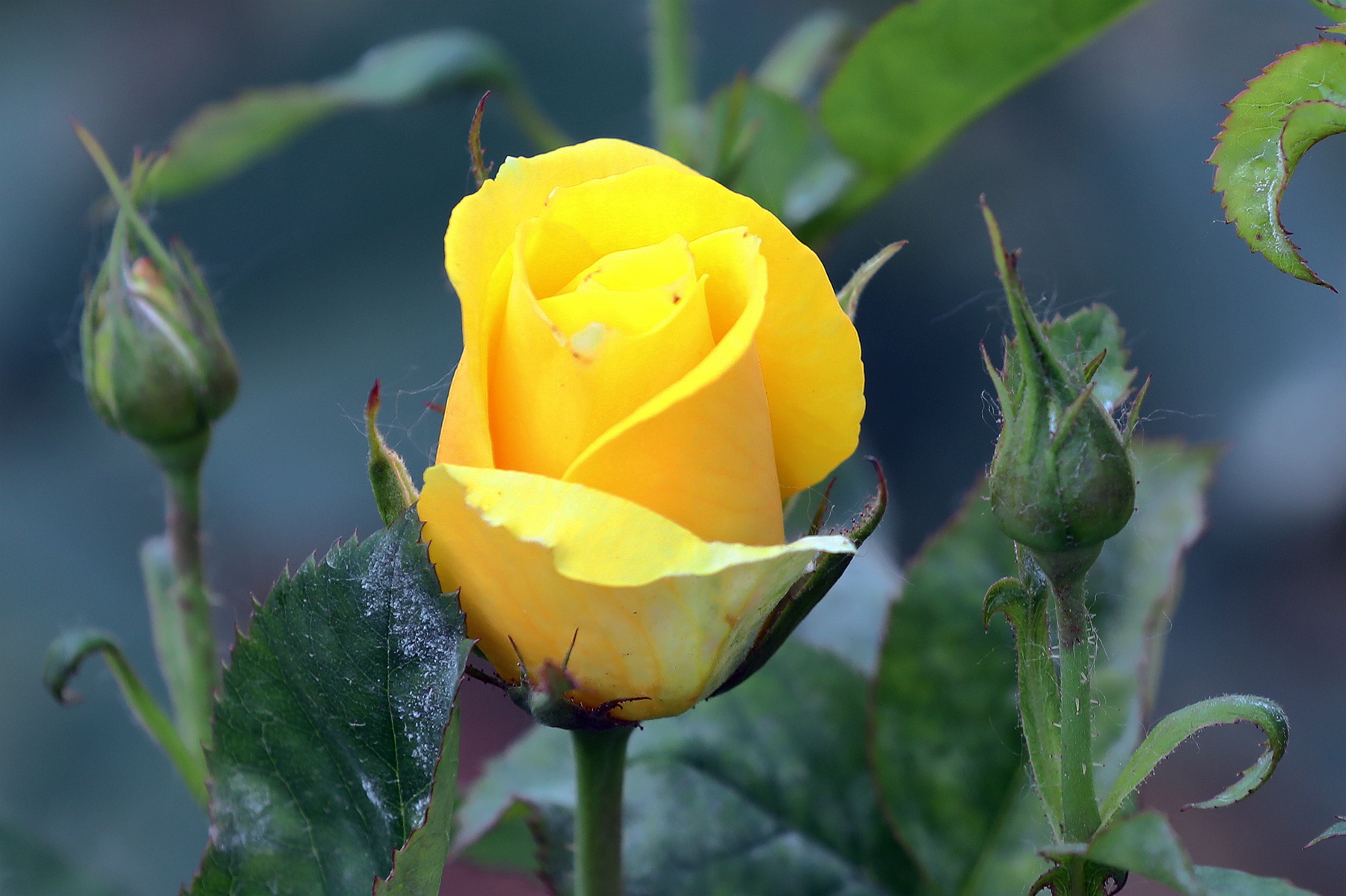 你也许认识它299月季金凤凰