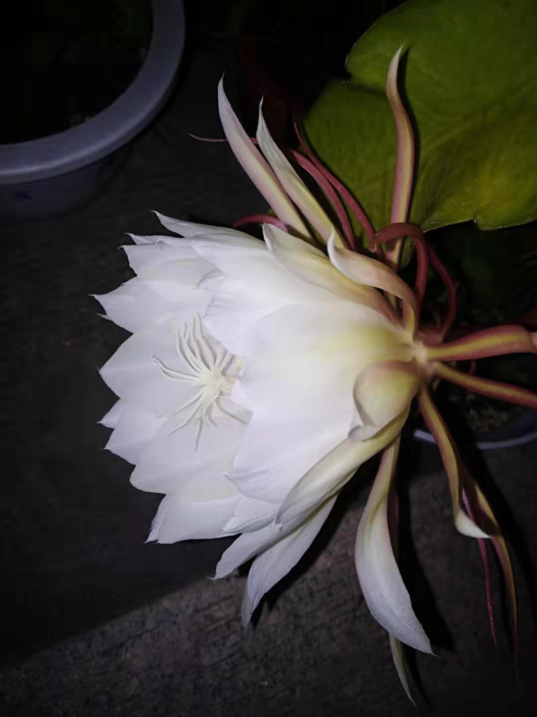 韦陀昙花一现的爱情故事韦陀花和昙花故事精神 自媒体热点