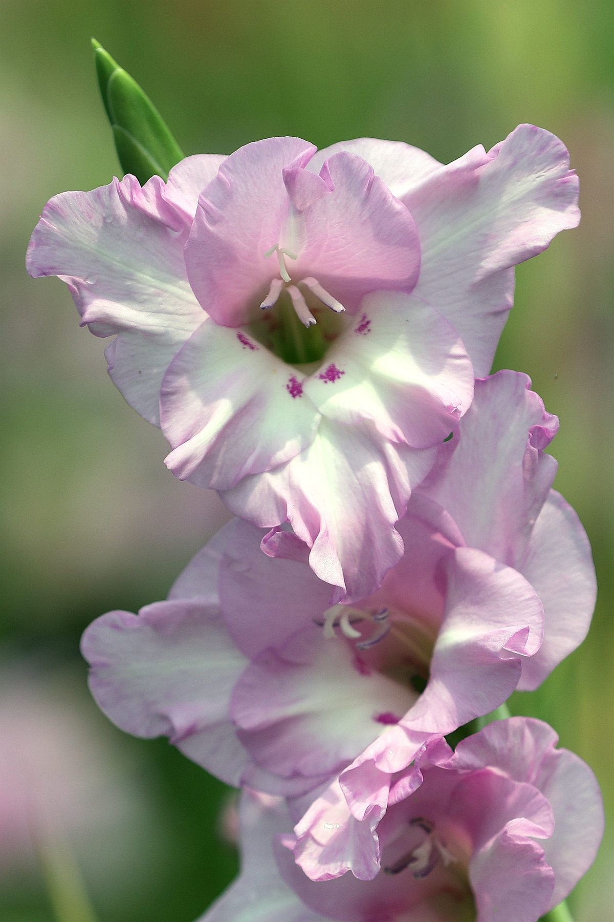 00066549-唐菖蒲 舞裙.jpg