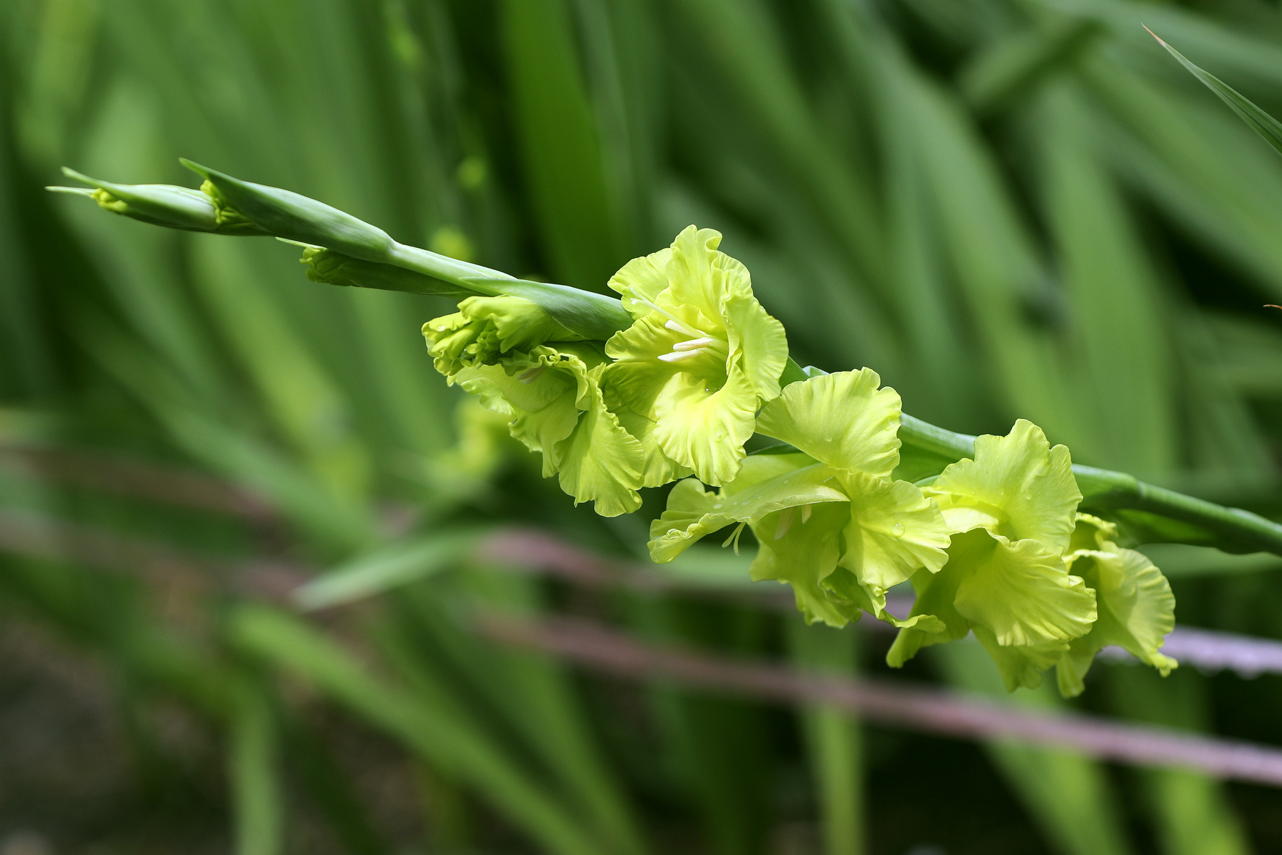 剑兰02粉红和淡绿