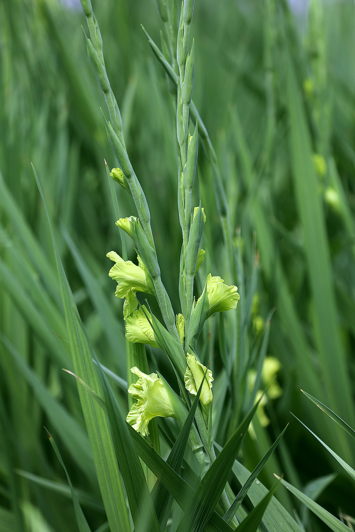 剑兰02粉红和淡绿