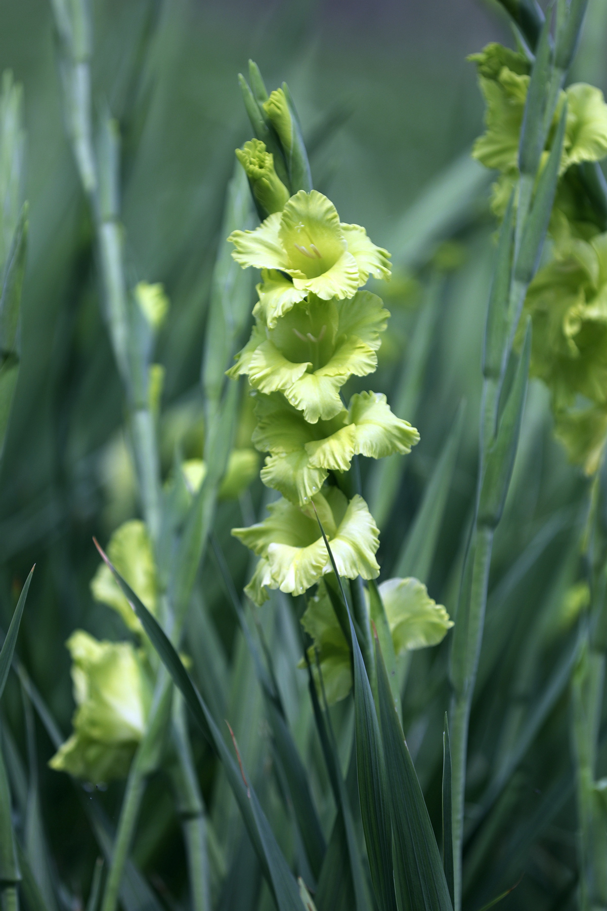 剑兰02粉红和淡绿