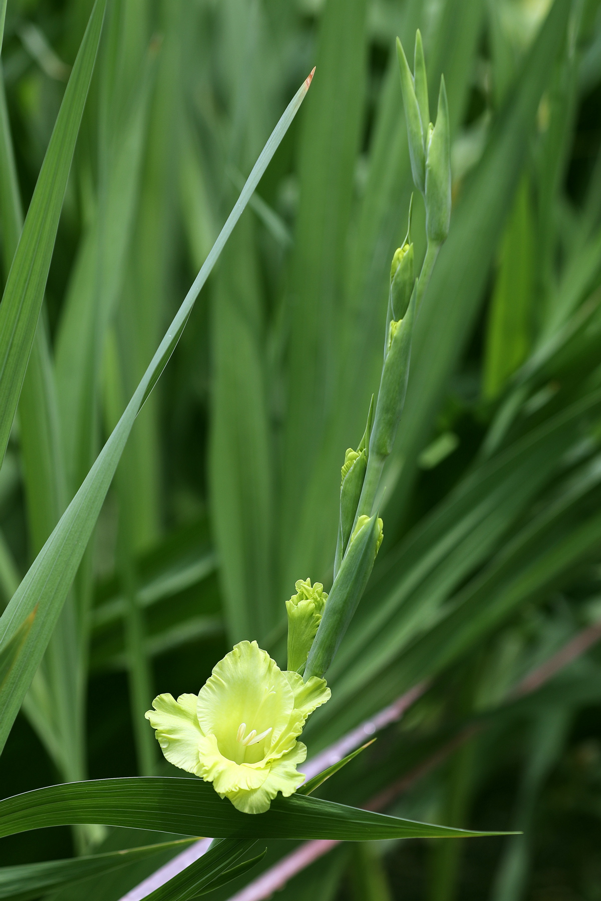 剑兰02粉红和淡绿