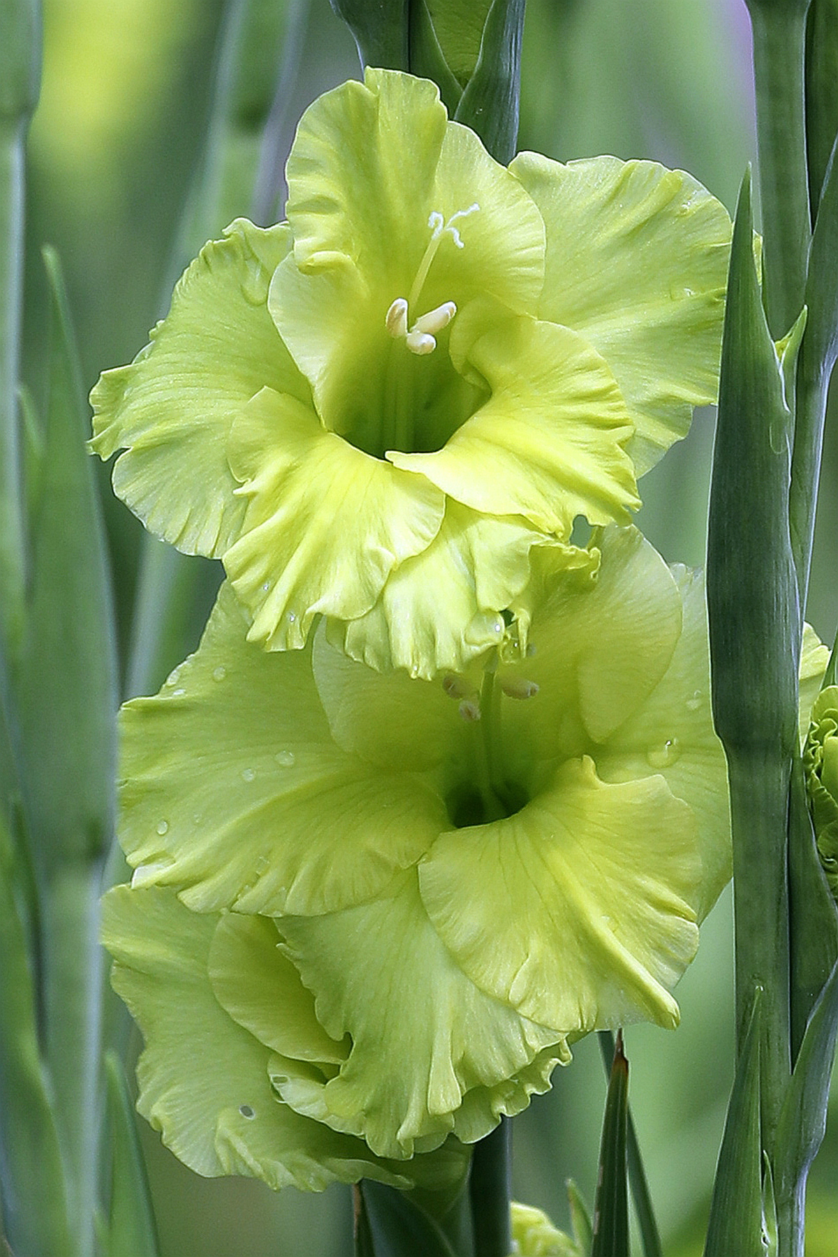 剑兰02粉红和淡绿