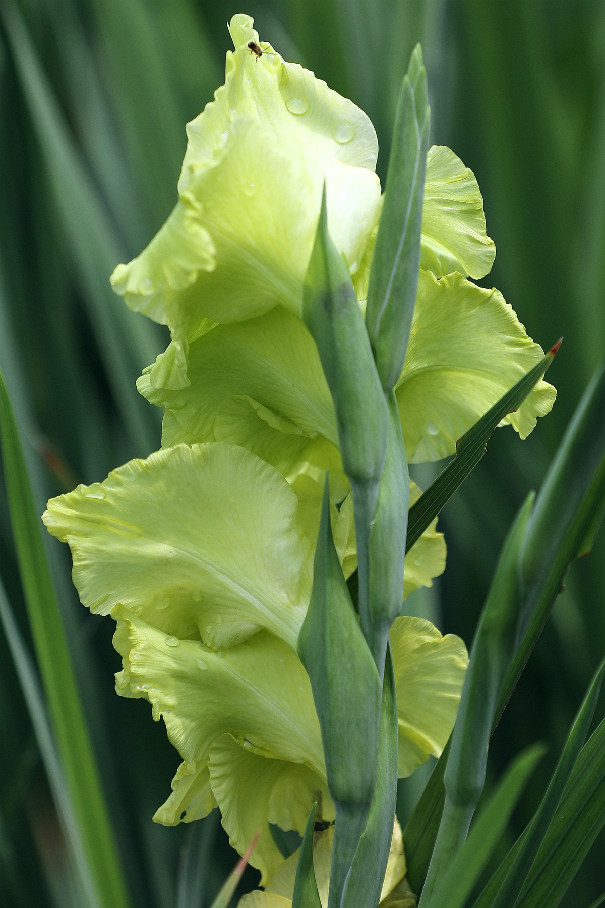 剑兰02粉红和淡绿