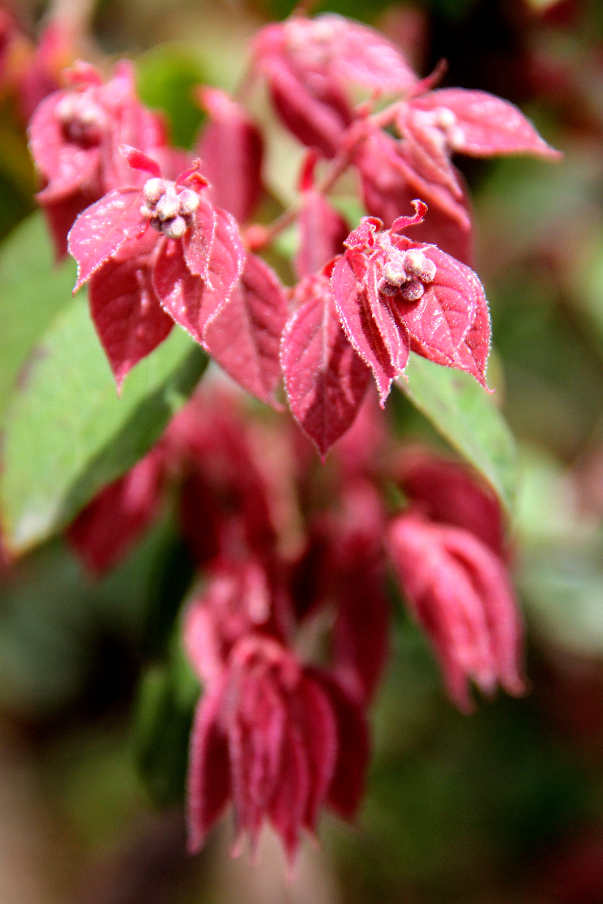 img_2698 红花檵木又名 红继木 红梽木 红桎木 红檵花 红梽花 红桎花.