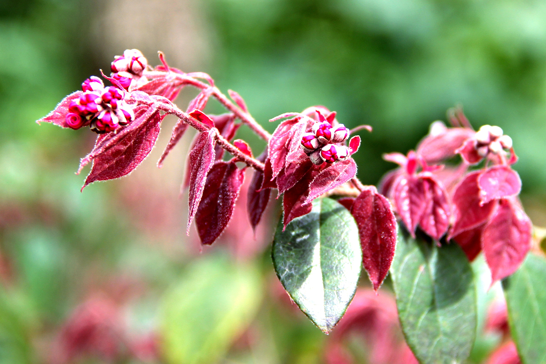 img_2701 红花檵木又名 红继木 红梽木 红桎木 红檵花 红梽花 红桎花.