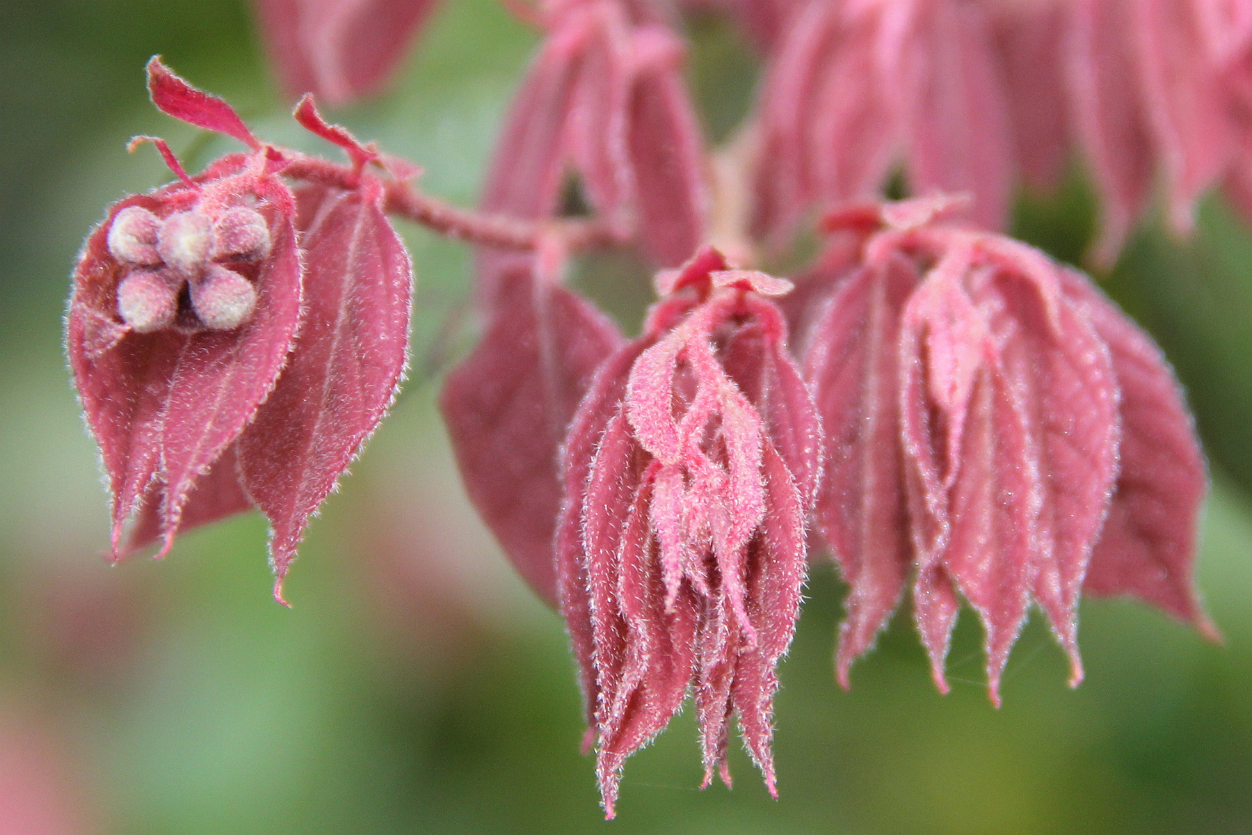 img_2703 红花檵木又名 红继木 红梽木 红桎木 红檵花 红梽花 红桎花.