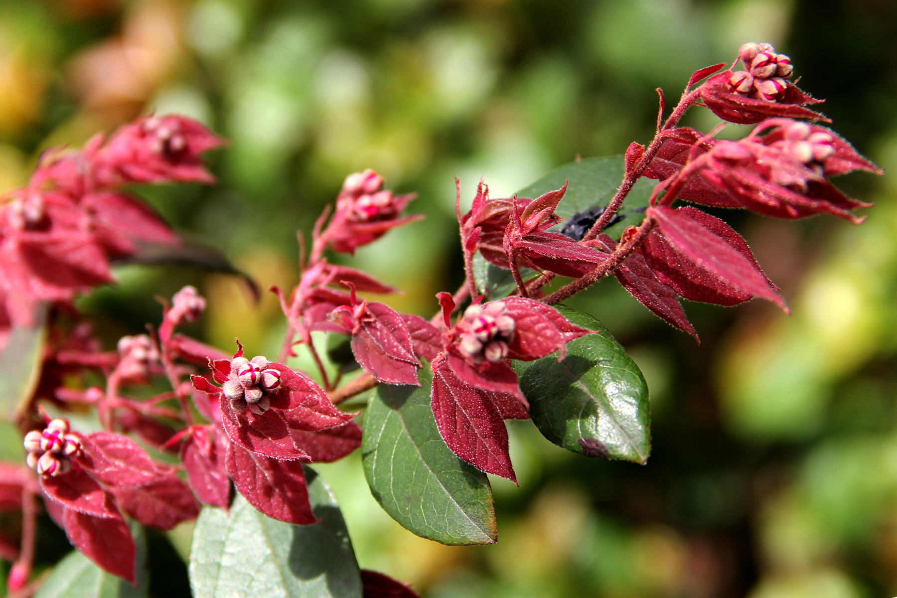 img_2705 红花檵木又名 红继木 红梽木 红桎木 红檵花 红梽花 红桎花.