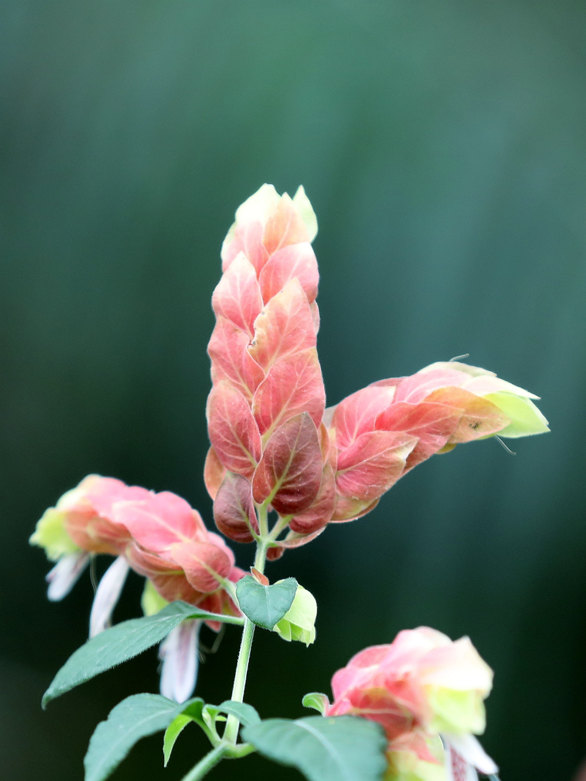 00062192 虾衣花 又名虾夷花 虾衣草 狐尾木 麒麟吐珠 红虾花_副本.