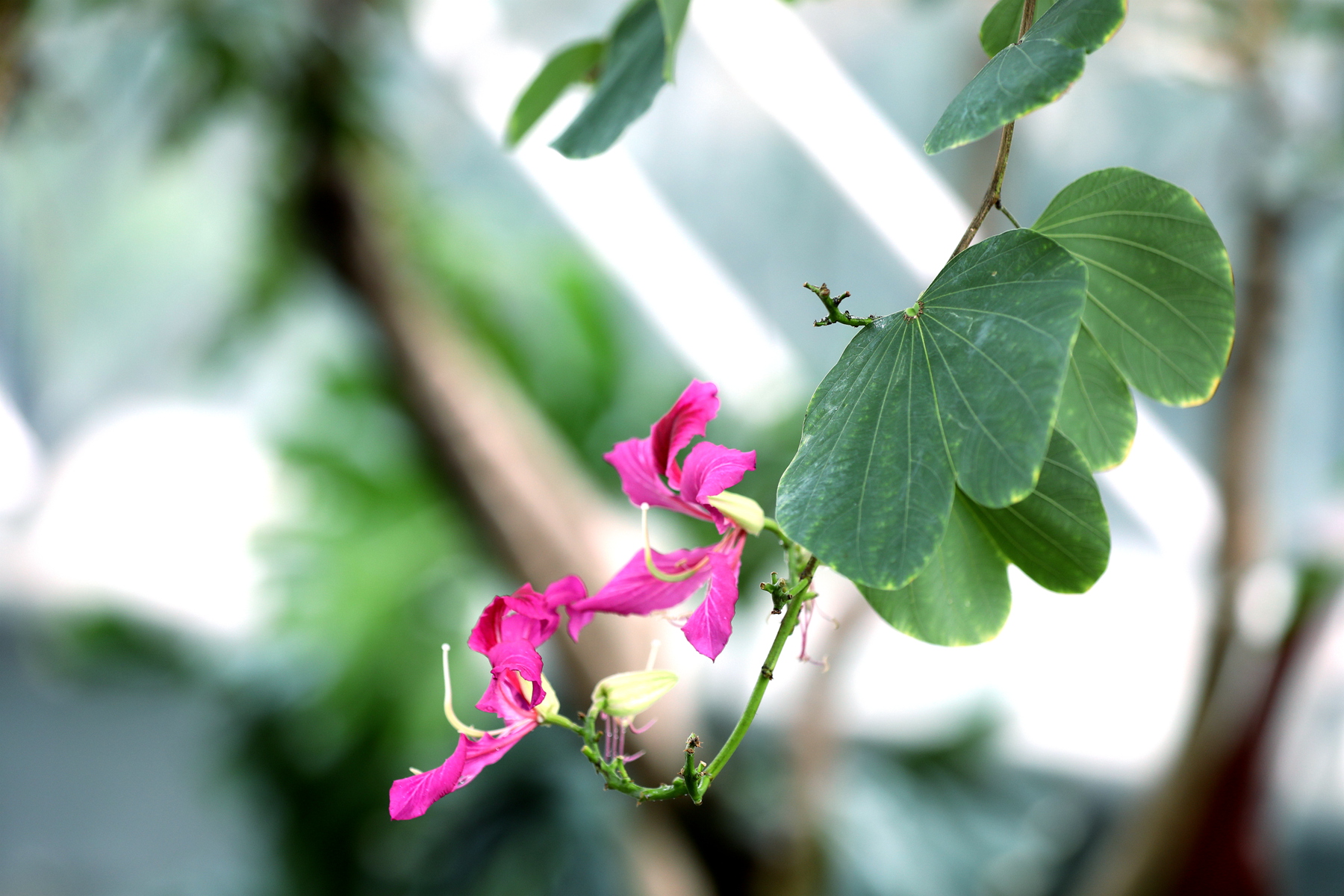 00062133_紫荊花又名 紅花羊蹄甲 紅花紫荊 洋紫荊 玲甲花.jpg