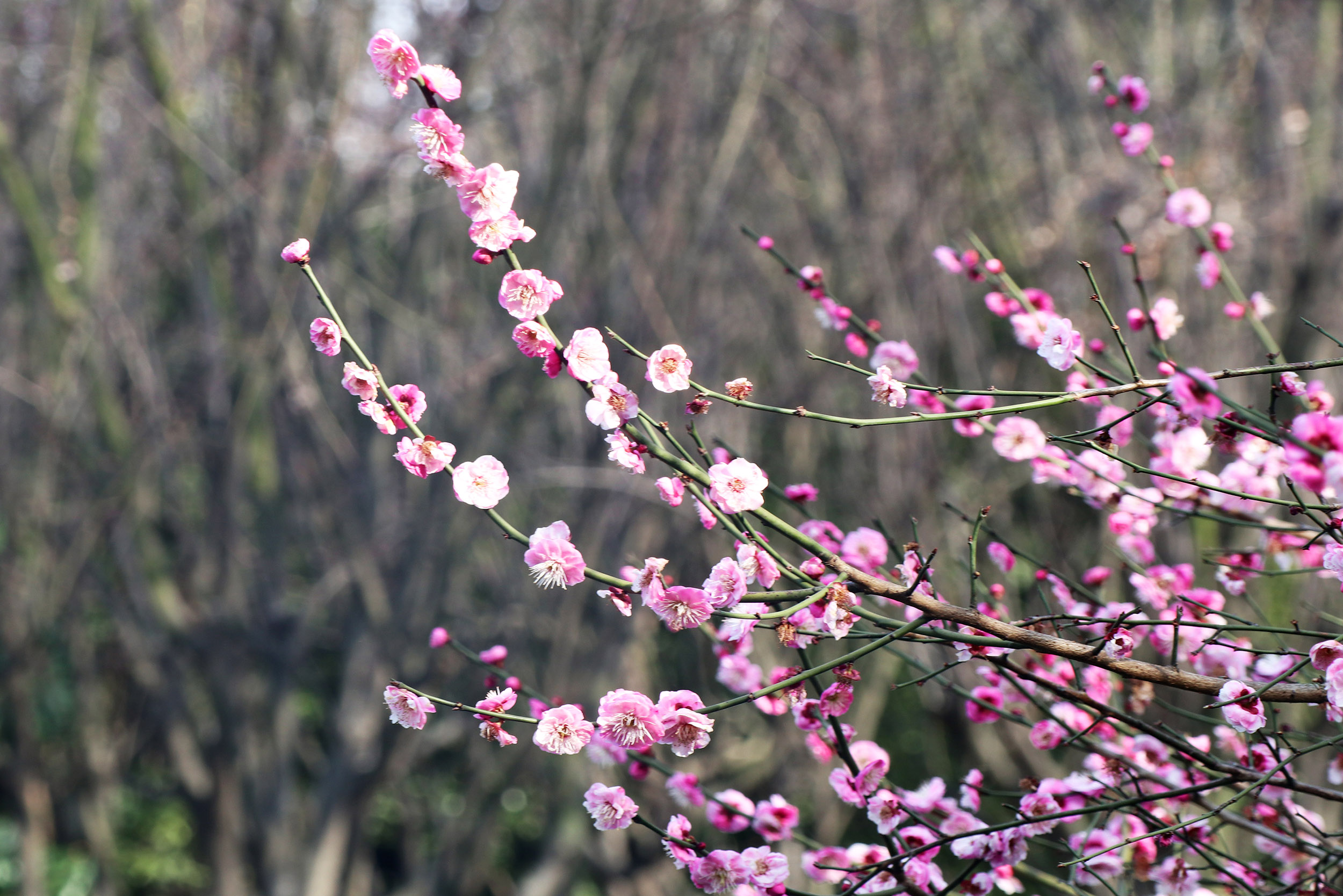 红梅花又开简谱_红梅花图片(3)