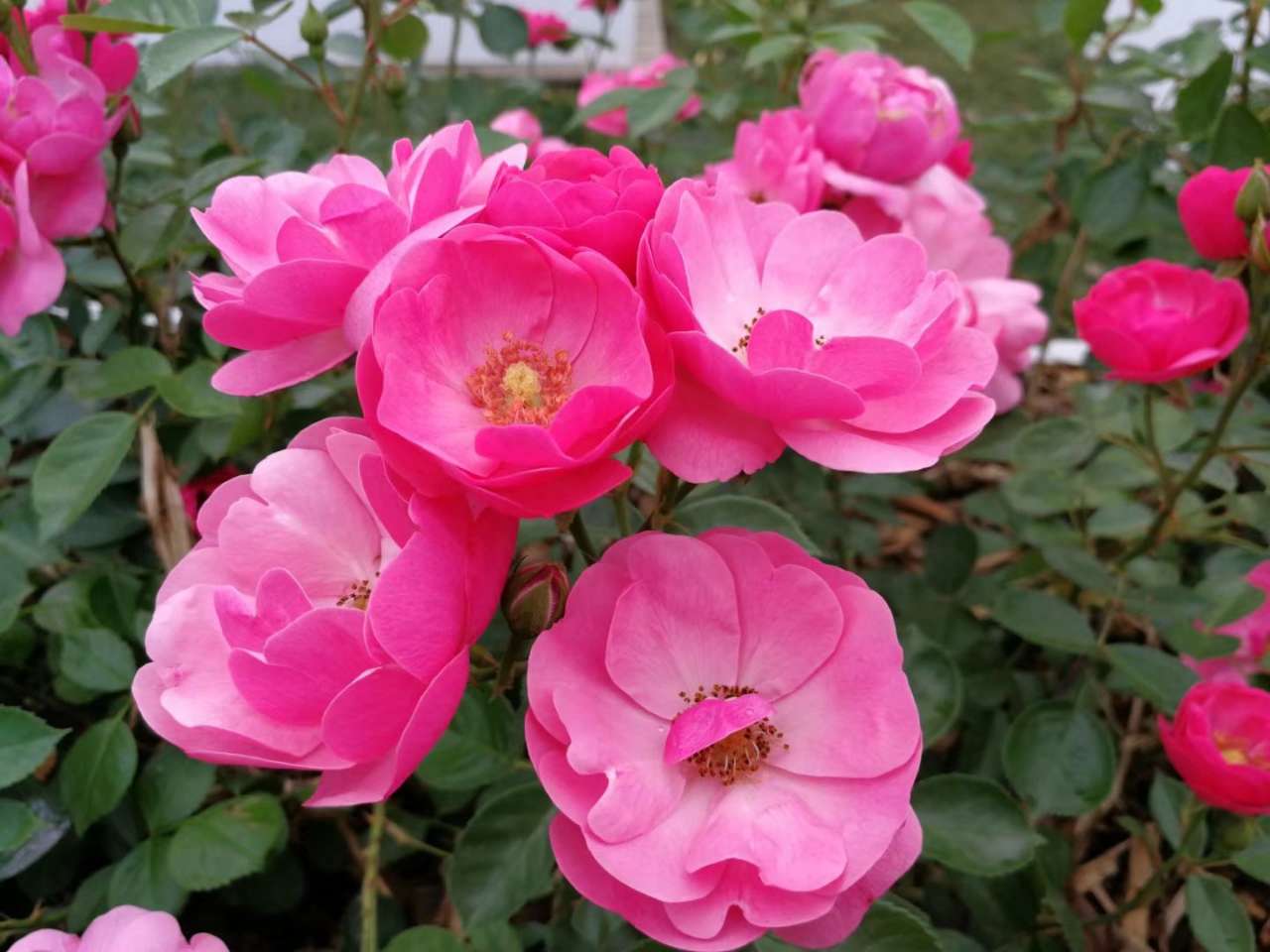 安吉拉月季盛开时