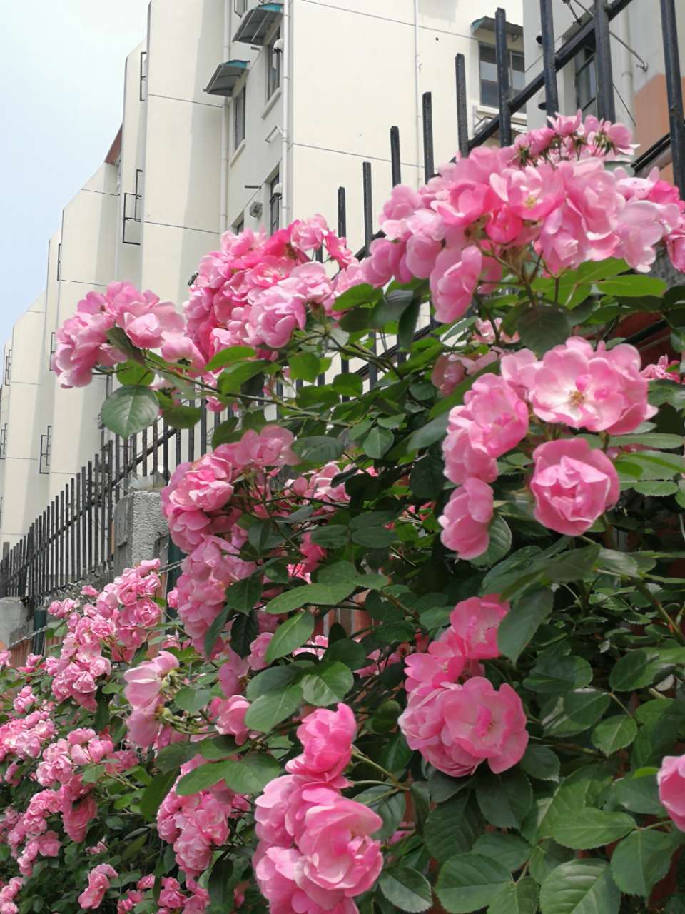 安吉拉月季盛开时