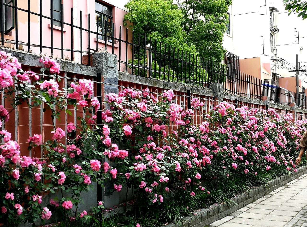 安吉拉月季盛开时