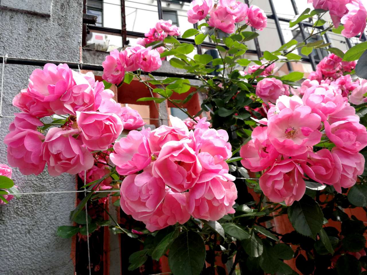 安吉拉月季盛开时