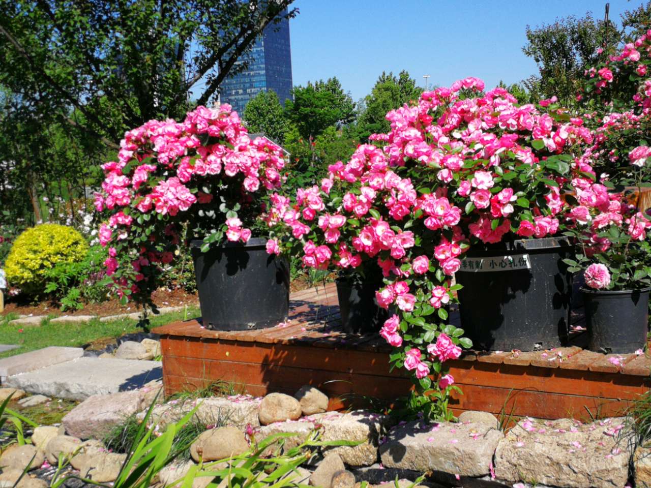 安吉拉月季盛开时