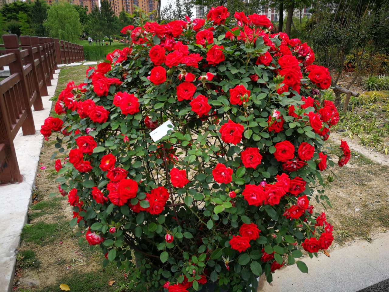 小女孩月季惹人爱