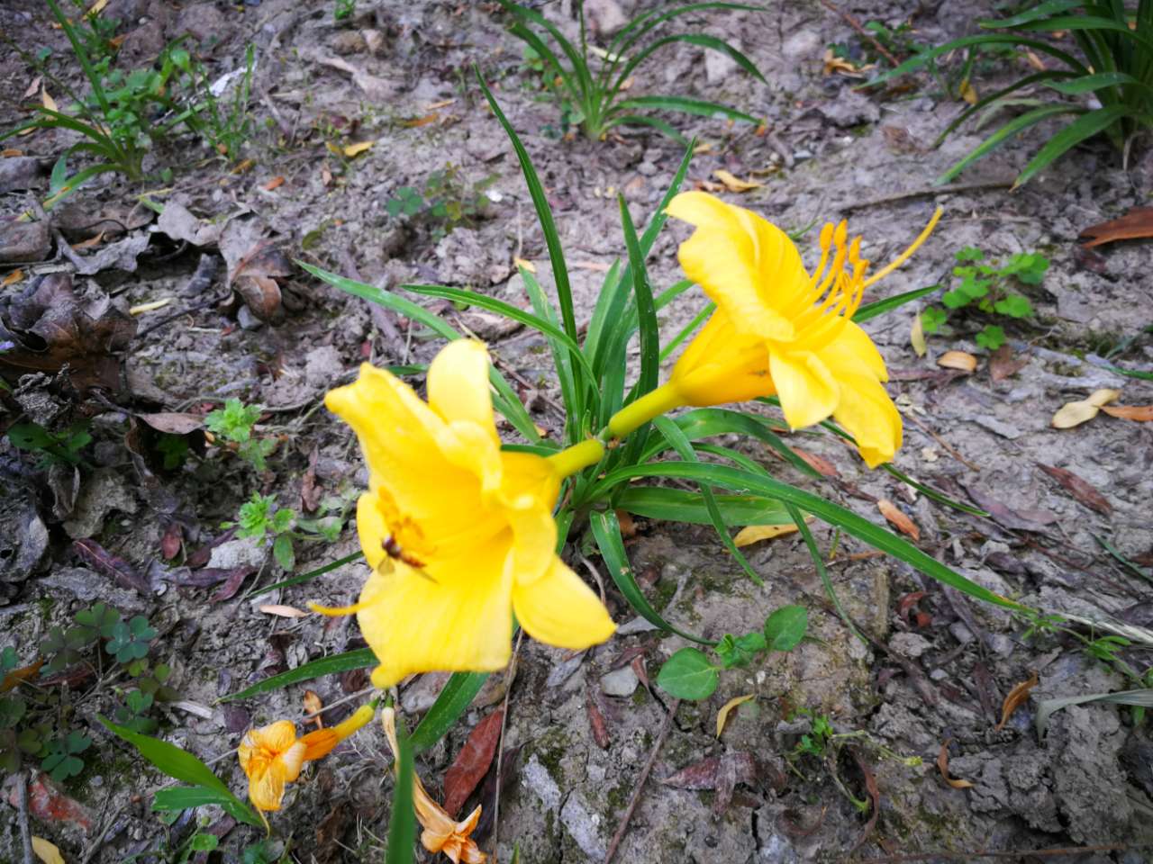 小小萱草花