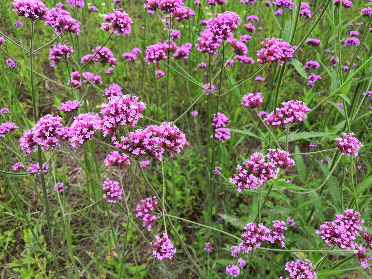 原创盛开的马鞭花