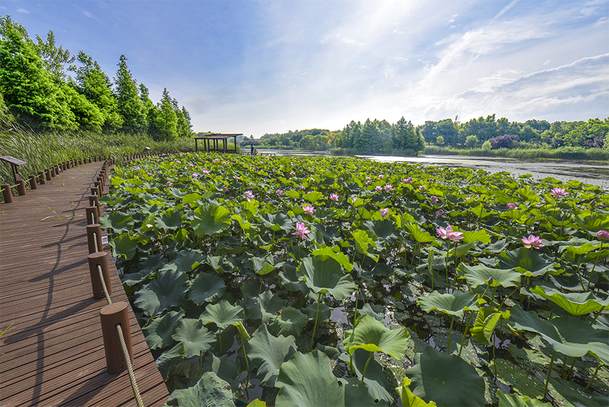 东太湖湿地公园景色