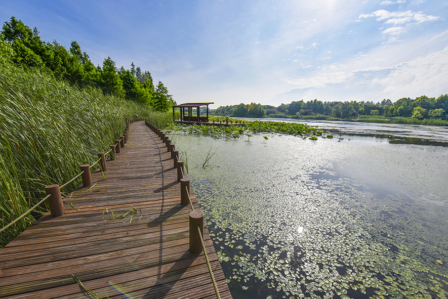 苏州东太湖湿地公园图片