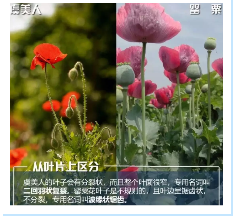 小区里发现几株奇怪的植物蜀黍教你如何分辨罂粟和虞