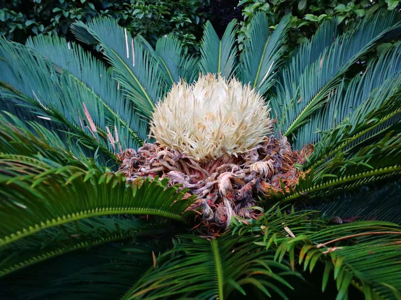 又到铁树开花季