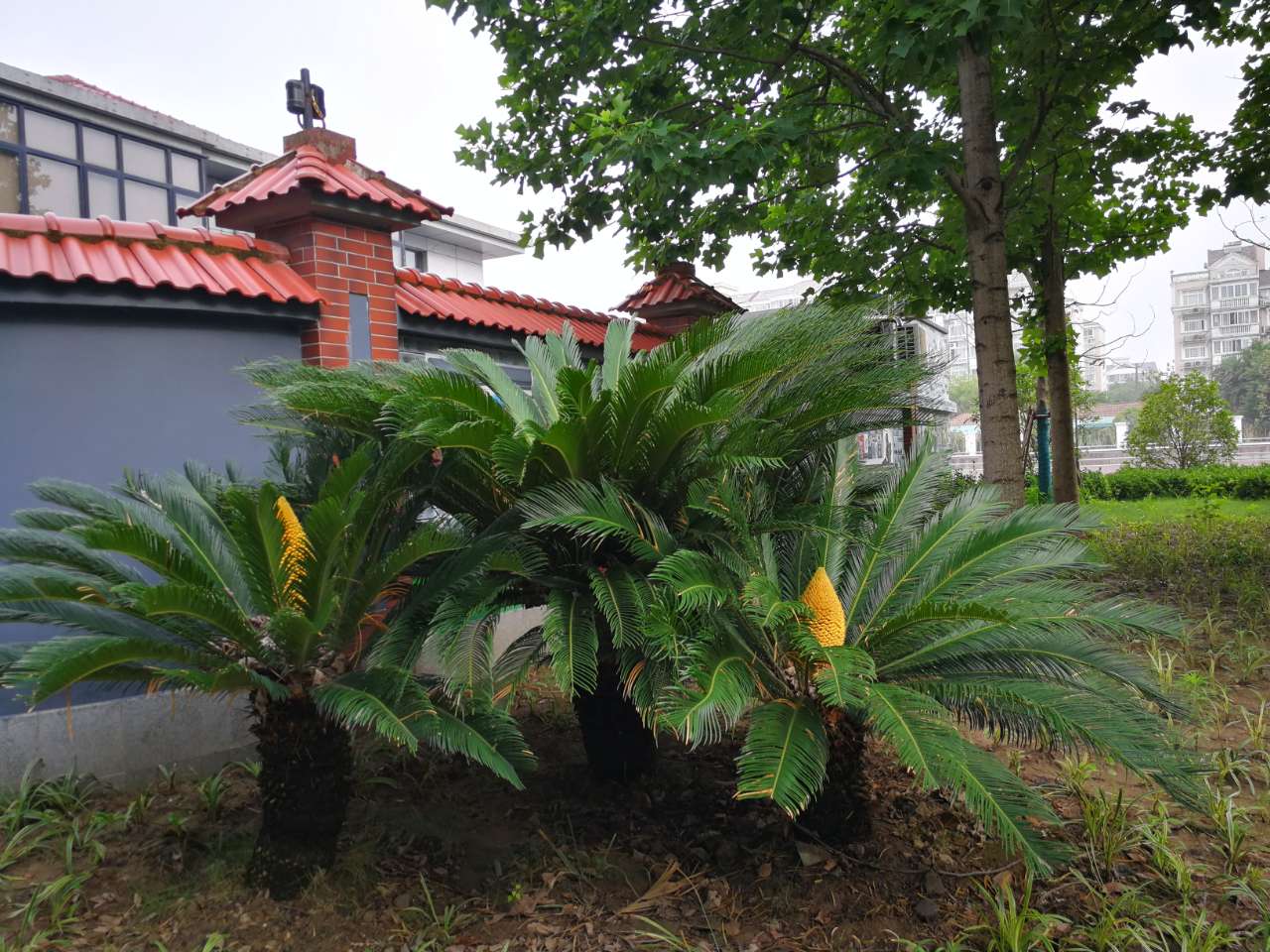 又到铁树开花季