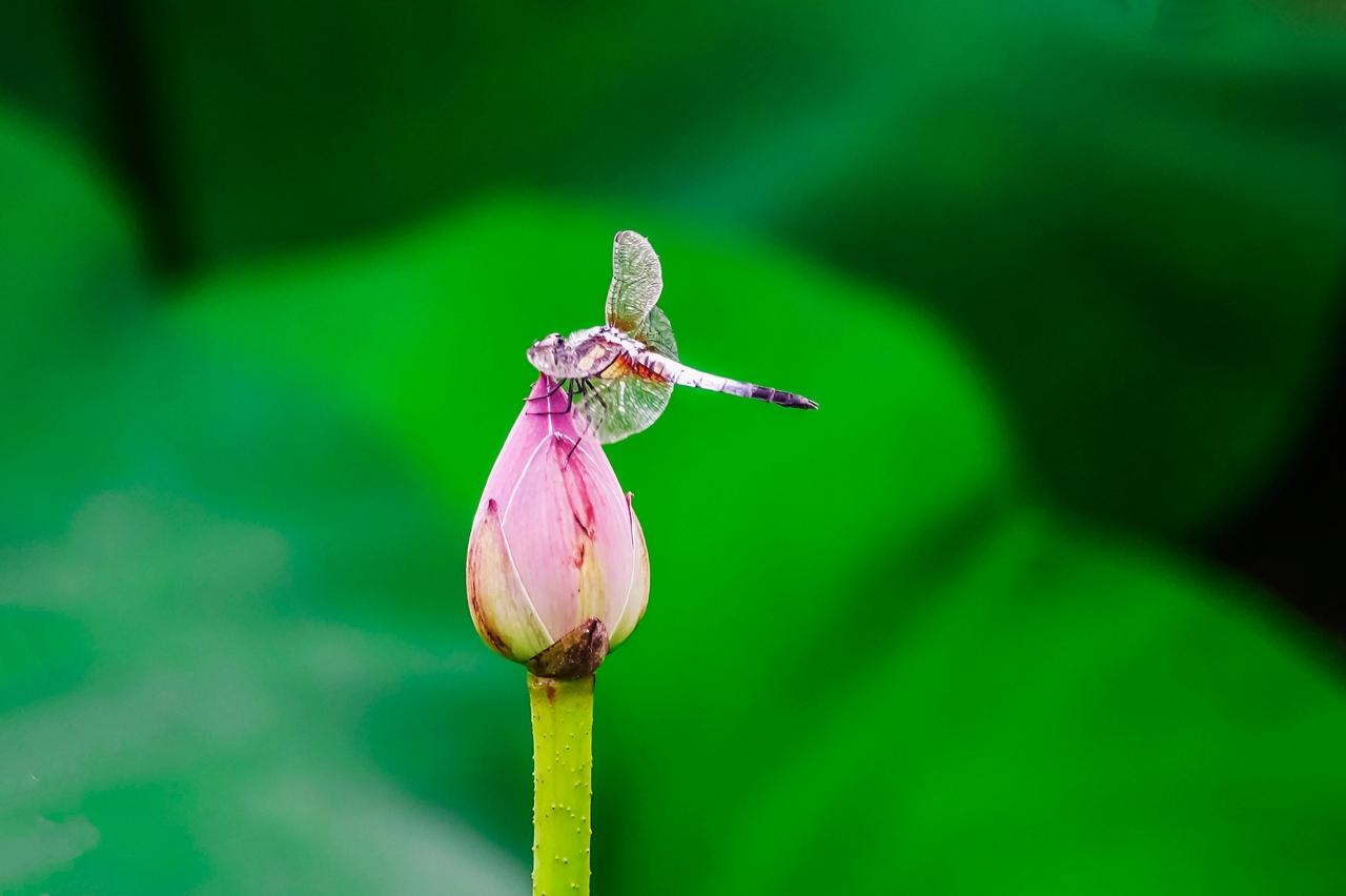 小荷才露尖尖角早有蜻蜓立上头