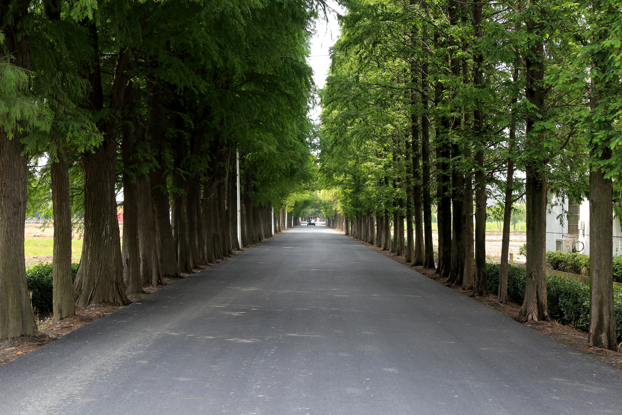 曹长浜村幸福路