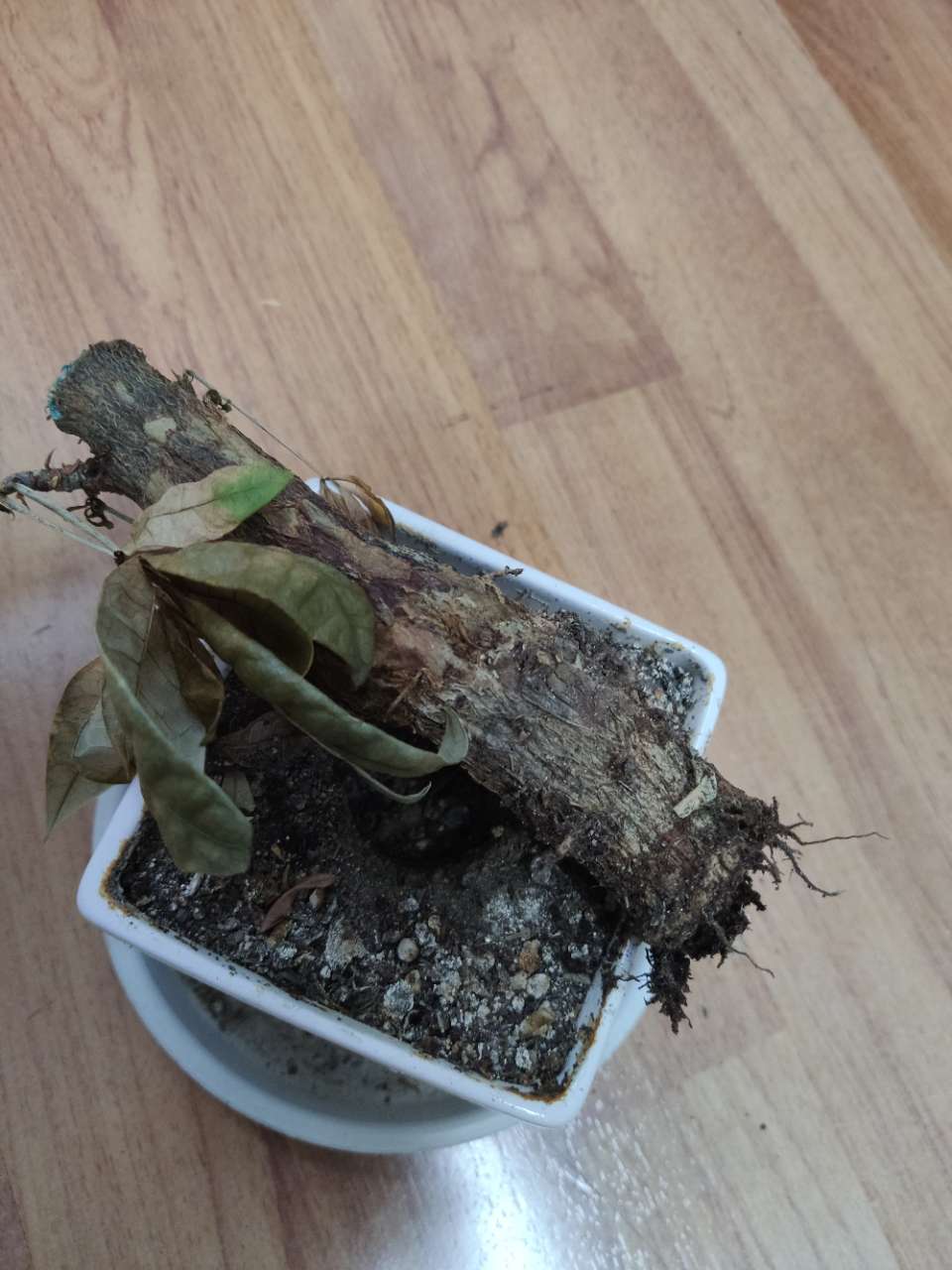 发财树枯死了