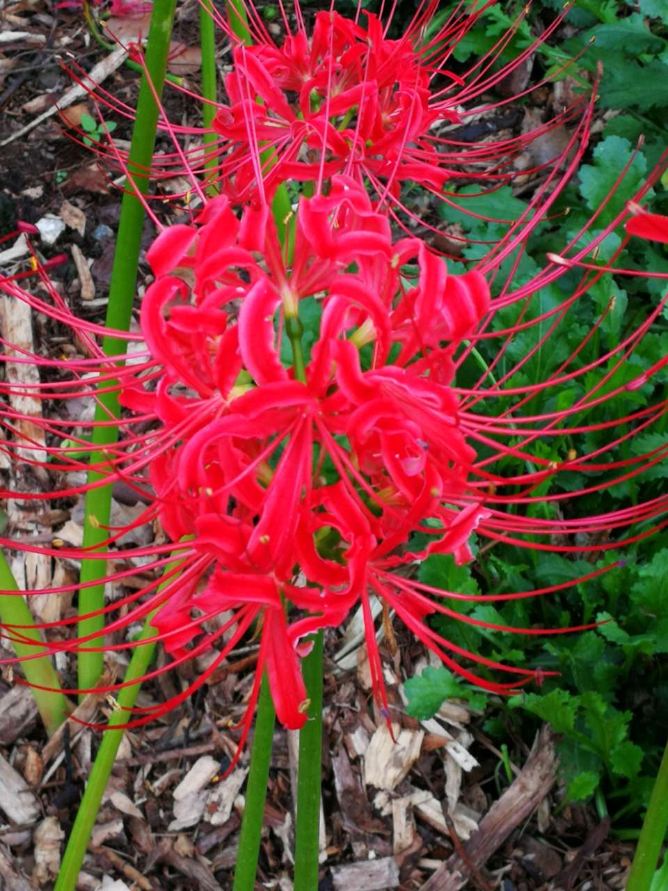 紅色彼岸花