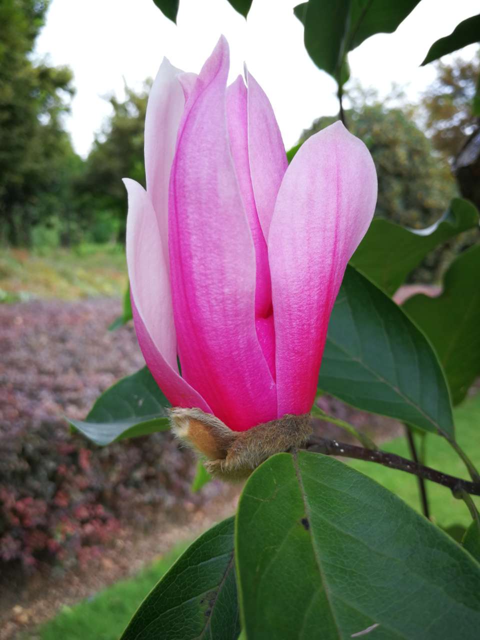 原创红运玉兰含苞待放