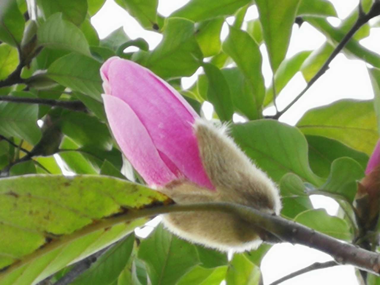 原创红运玉兰含苞待放