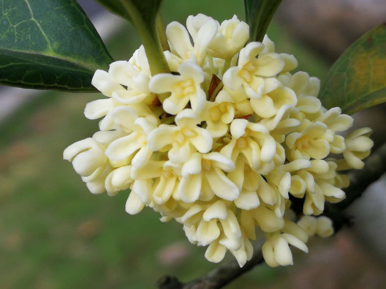 桂花开放幸福来