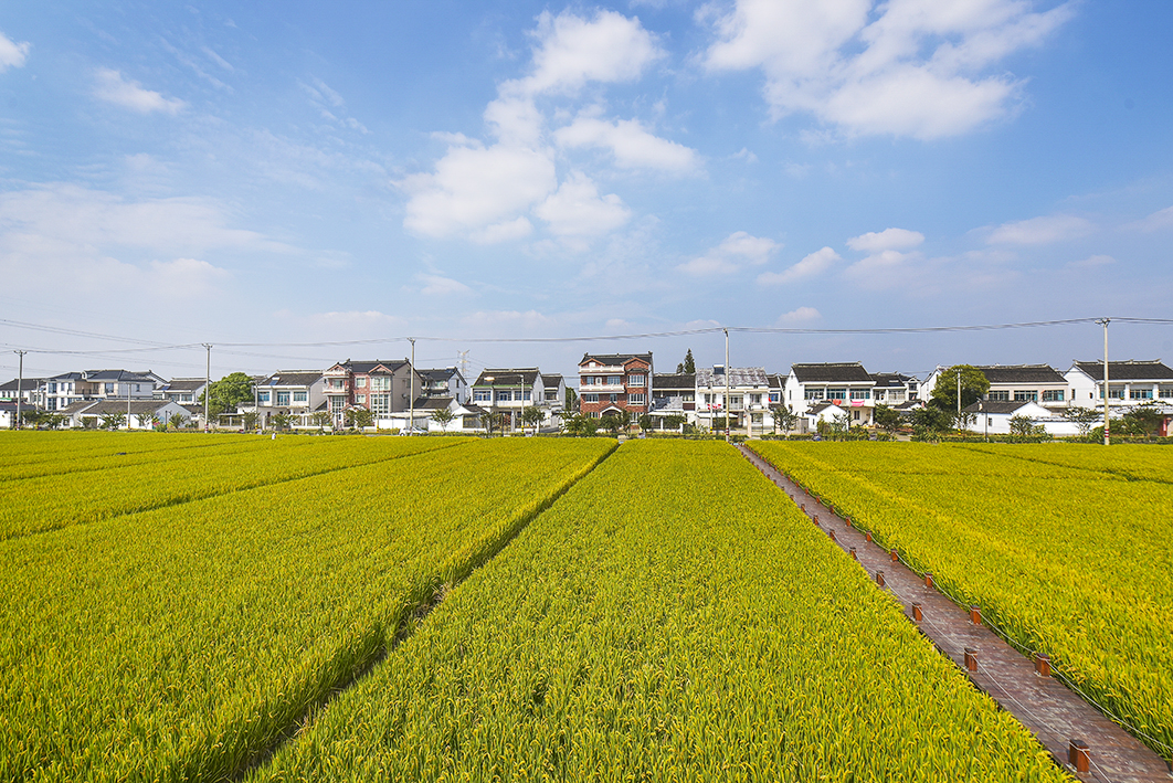 北联村金黄色的田园风光