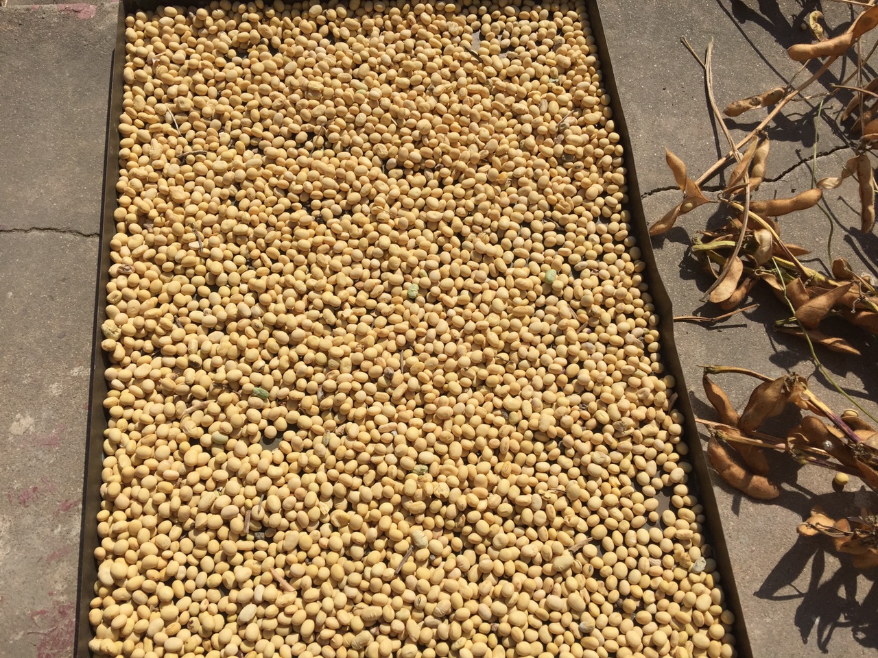 丰收季自家外婆种的黄豆晒一晒