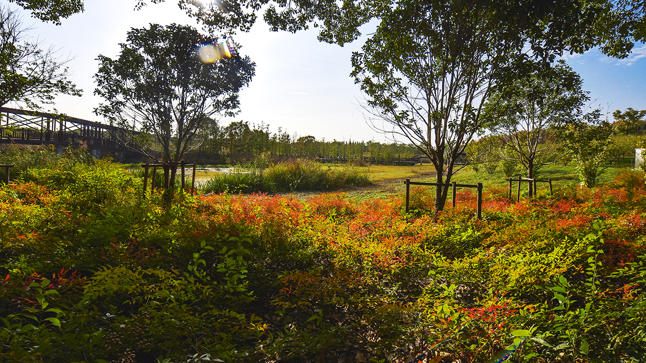 肖甸湖湿地公园的秋色